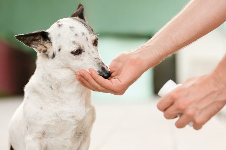 How Apoquel Works To Relieve Your Dog'S Itching And Allergies - Goodrx