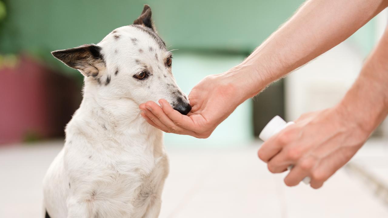 How Apoquel Works To Relieve Your Dog'S Itching And Allergies - Goodrx