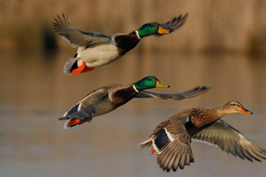 Drought And Wetland Drainage Take A Toll On State Duck Hunting | Sdpb