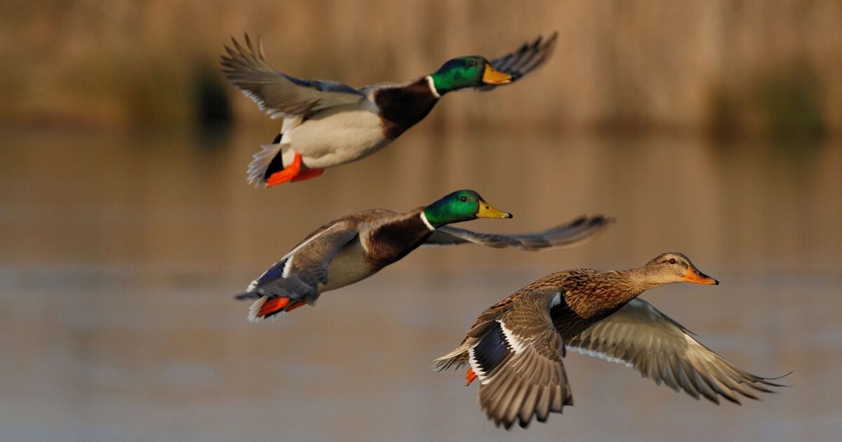 Drought And Wetland Drainage Take A Toll On State Duck Hunting | Sdpb