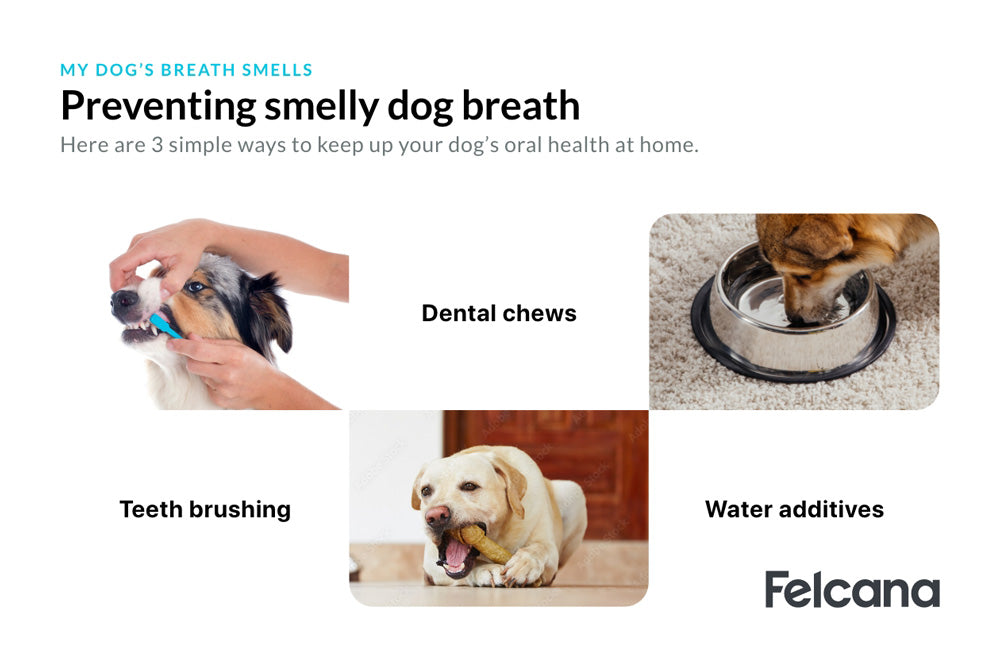 My Dog'S Breath Smells - What Can I Do? [2022] | Felcana