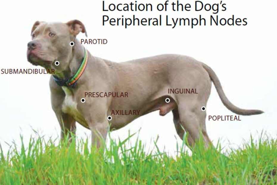 Canine Lymphoma: Risk Factors, Symptoms, Diagnosis, And Treatment - Whole  Dog Journal