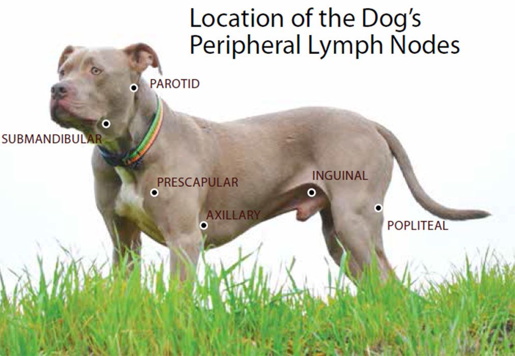 Canine Lymphoma: Risk Factors, Symptoms, Diagnosis, And Treatment - Whole  Dog Journal