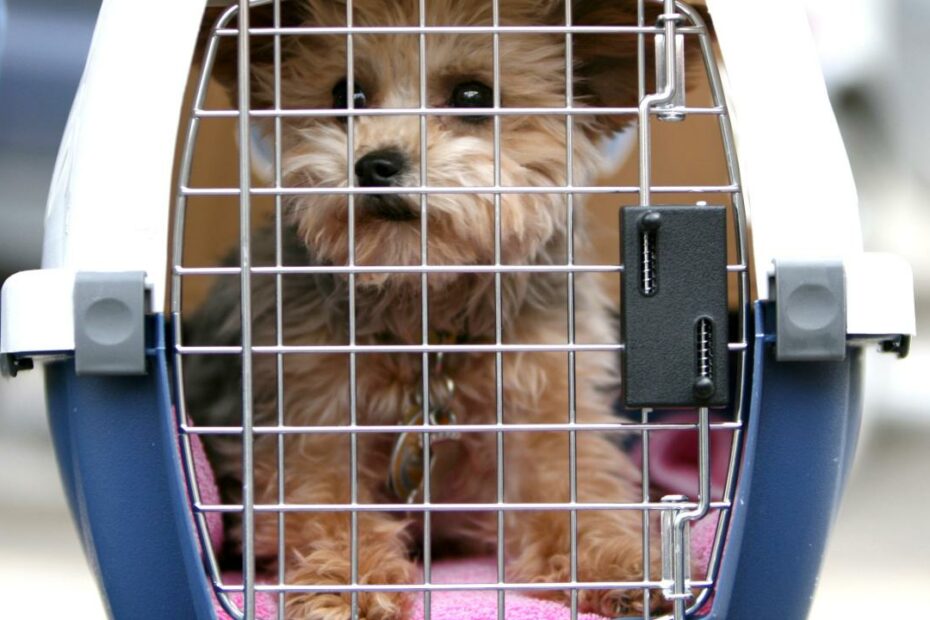 Is Your Pet Safe Flying In Cargo? | Condé Nast Traveler