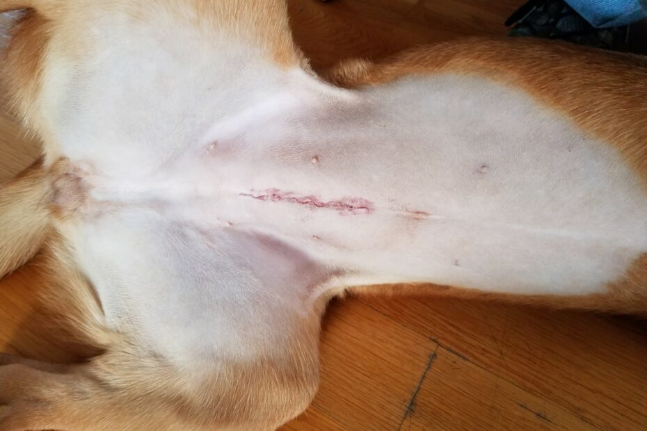 How To Care For And Keep Dog Stitches Clean After Surgery - Pethelpful