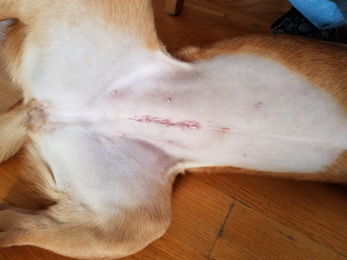 How To Care For And Keep Dog Stitches Clean After Surgery - Pethelpful