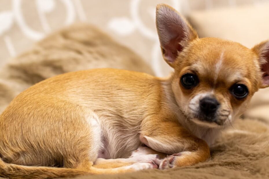 Is A Chihuahua Right For You? 12 Questions To Ask Yourself - Pethelpful