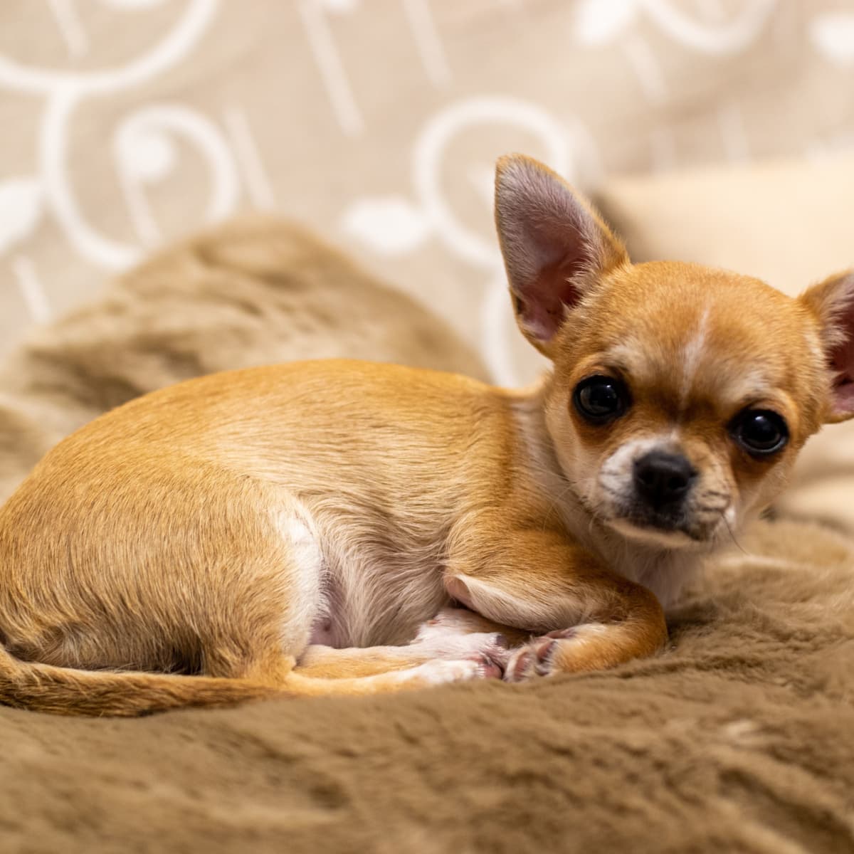 Is A Chihuahua Right For You? 12 Questions To Ask Yourself - Pethelpful