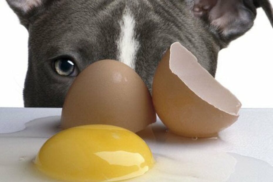 Is It Safe To Feed Dogs Raw Eggs? - Pethelpful