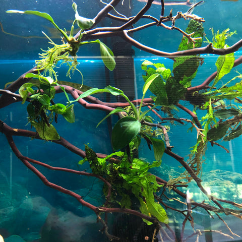 Aquarium Driftwood Questions Answered – Dustinsfishtanks