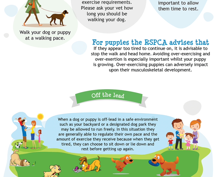 Safely Exercise Your Dog Or Puppy | Rspca Pet Insurance