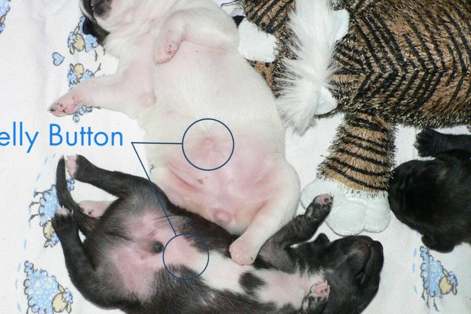 Do Dogs Have Belly Buttons? | Howstuffworks