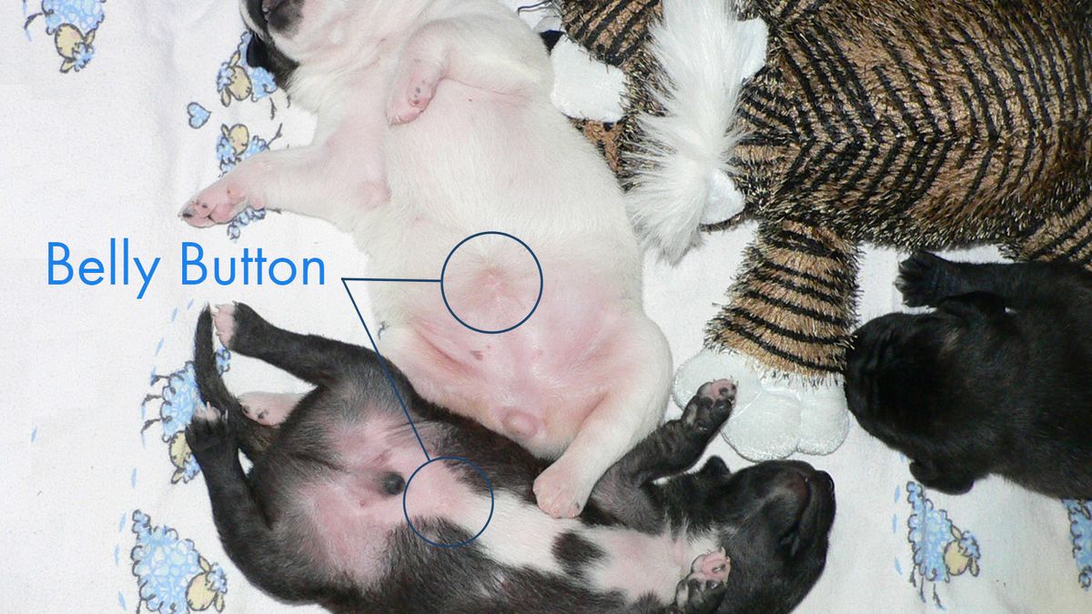 Do Dogs Have Belly Buttons? | Howstuffworks