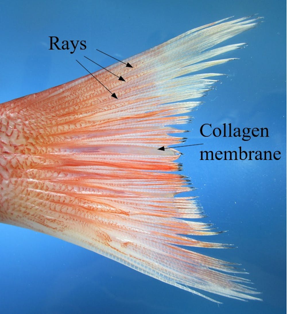 Fish Fins Are Teaching Us The Secret To Flexible Robots And New  Shape-Changing Materials