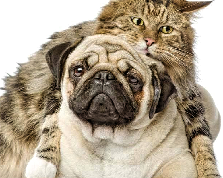 How To Help Cats And Dogs Get Along | Pug Life Magazine