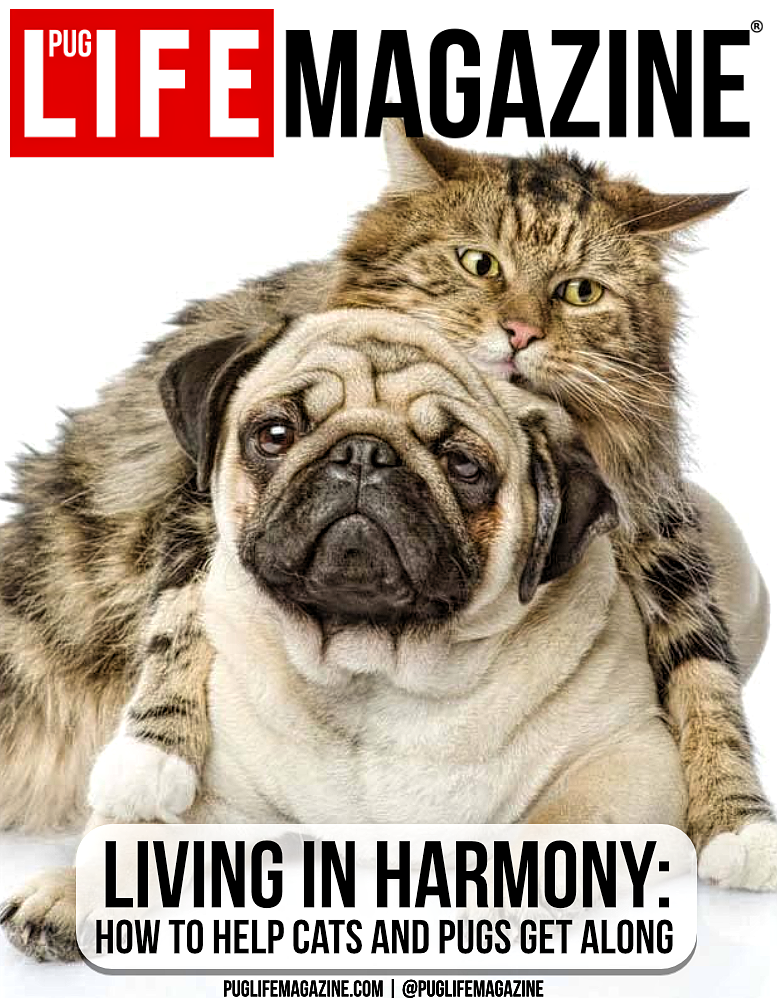 How To Help Cats And Dogs Get Along | Pug Life Magazine