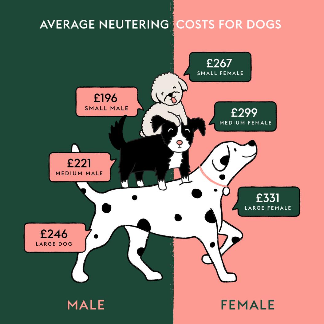 How Much Does It Cost To Neuter A Dog? | Manypets