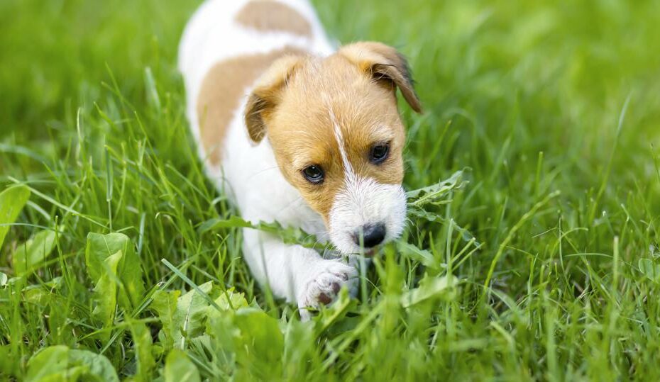 Why Do Dogs Eat Grass? – Forbes Advisor