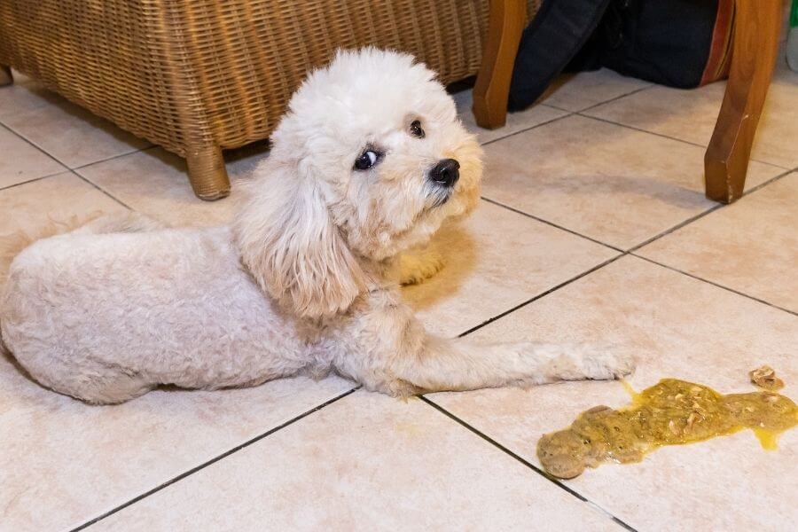 10 Reasons Why Your Dog Is Throwing Up After Eating – Scollar Personalized  Pet Care