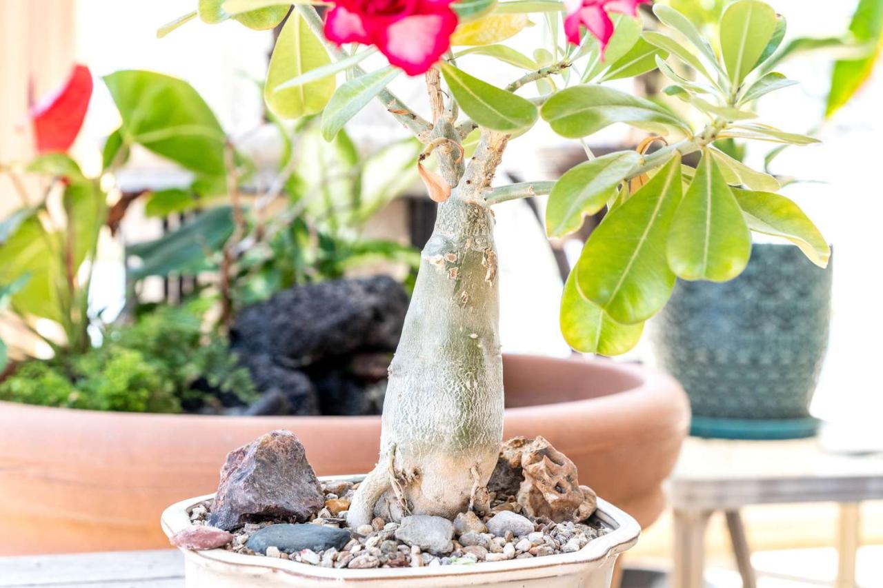 Desert Rose: Plant Care & Growing Guide