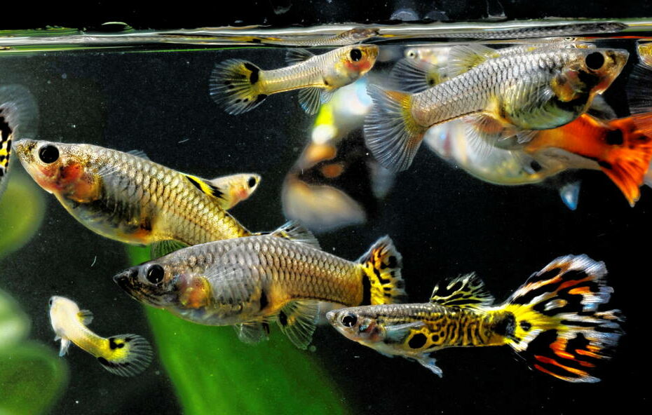 How To Breed Aquarium Fish For Profit | Best Fish To Breed – Aquarium Co-Op