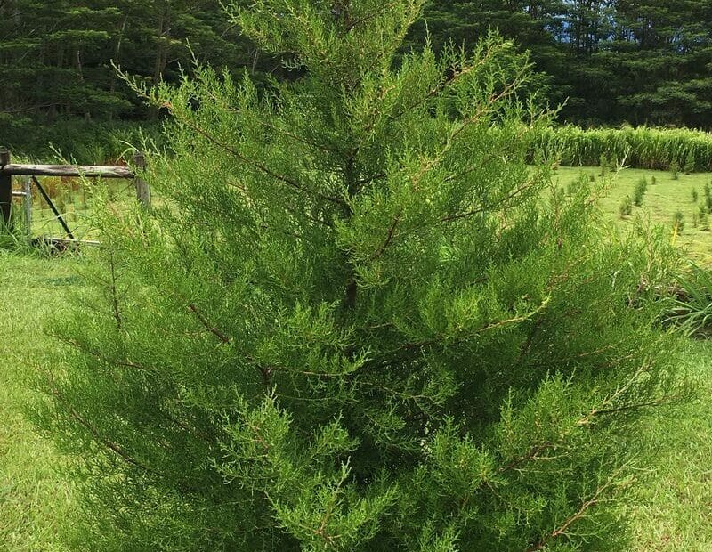 About Our Hawaii Christmas Trees | Hamakua Christmas Tree Forest