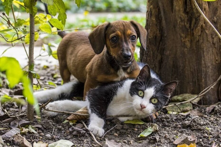 Help, My Dog Is Suddenly Attacking My Cats! - Pethelpful