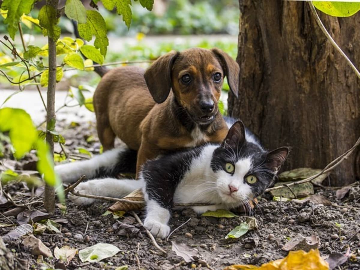 Help, My Dog Is Suddenly Attacking My Cats! - Pethelpful