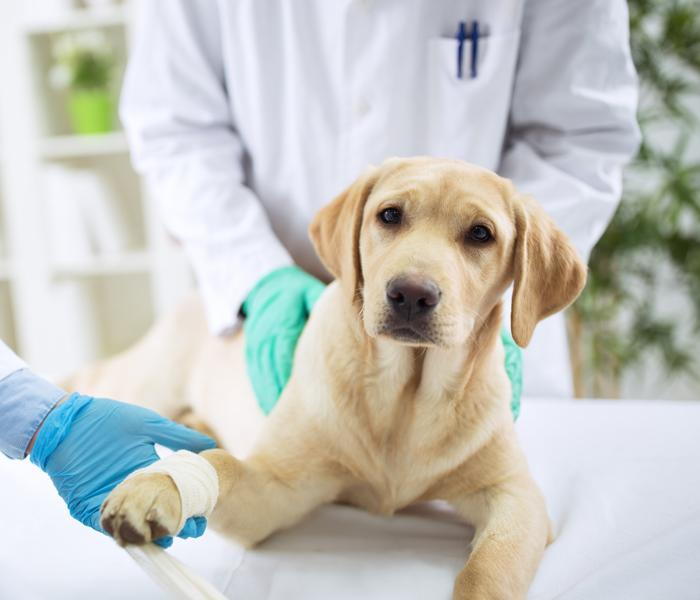 Questions To Ask Your Vet Before Pet Surgery