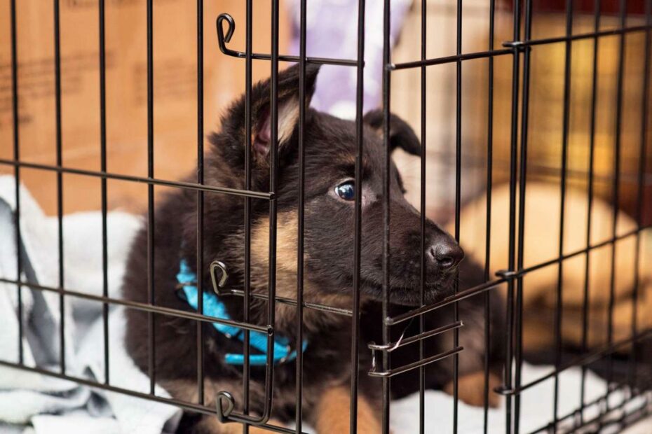 How To Crate Train A Puppy At Night (With Minimal Fuss!)