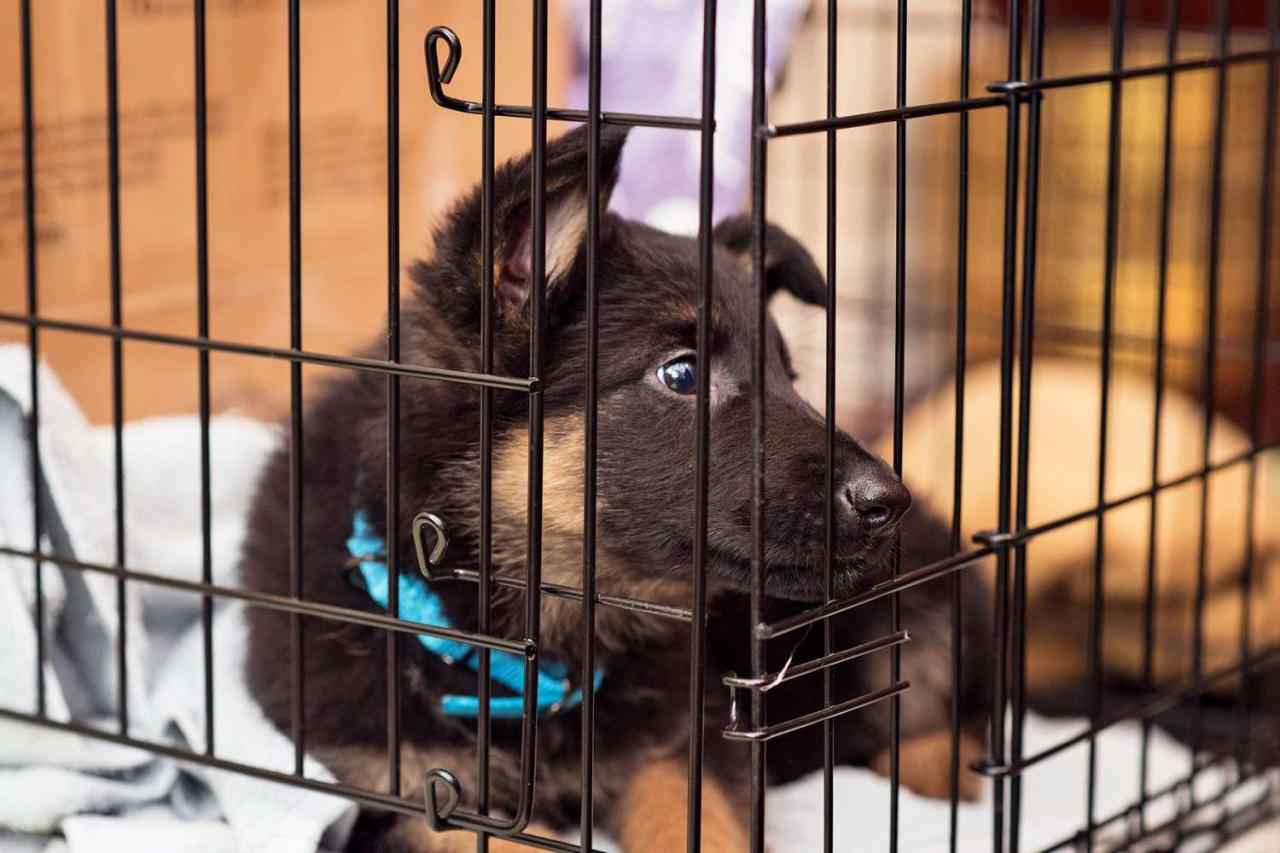 How To Crate Train A Puppy At Night (With Minimal Fuss!)