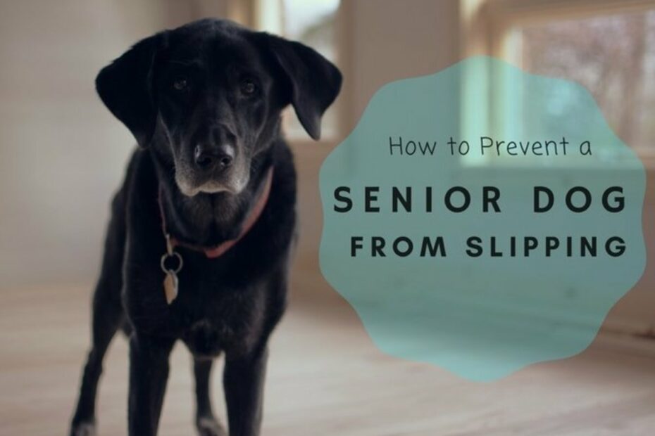 15 Ways To Keep An Old Dog From Slipping On The Floor - Pethelpful