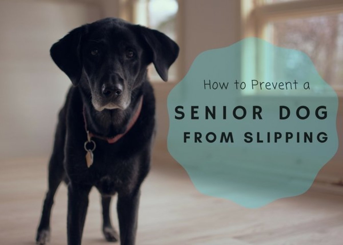 15 Ways To Keep An Old Dog From Slipping On The Floor - Pethelpful