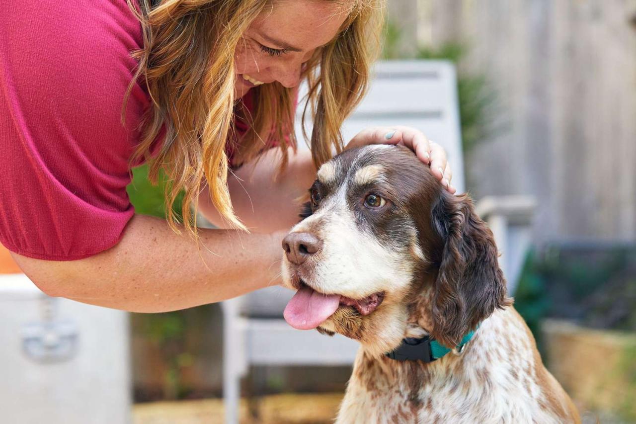 A Dog Trainer Explains How To Potty Train An Older Dog