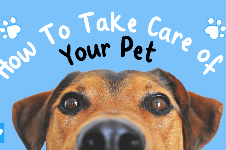 How To Take Care Of A Pet - Essential Tips & Info