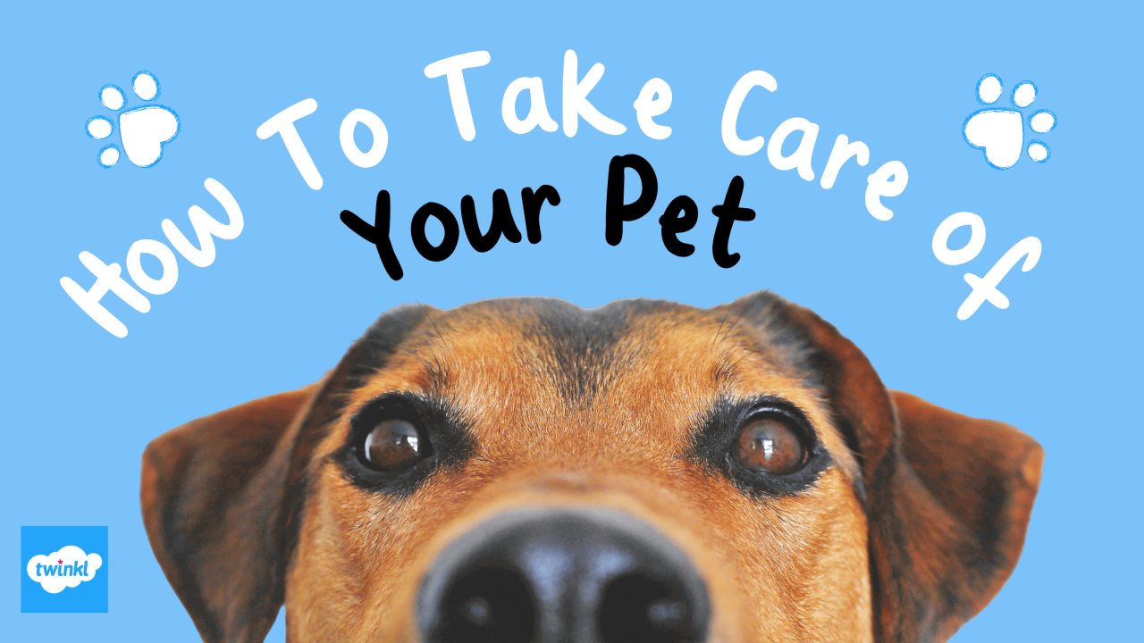 How To Take Care Of A Pet - Essential Tips & Info