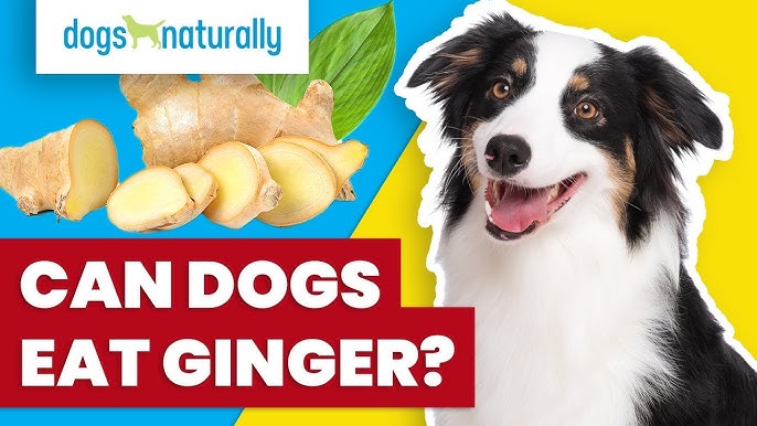 Can Dogs Eat Ginger Root Raw? (Dried Or Cooked) - Youtube