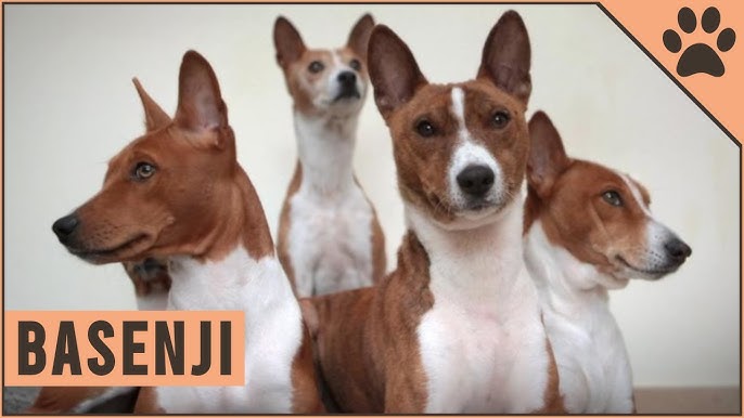 Basenji: The Ultimate Guide To The Dog That Does Not Bark - Youtube