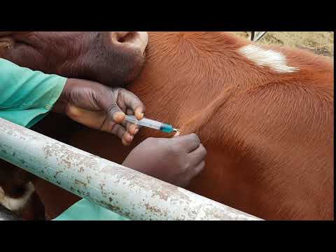 Ways To Inject Livestock: 1. Inject Under The Skin - Youtube