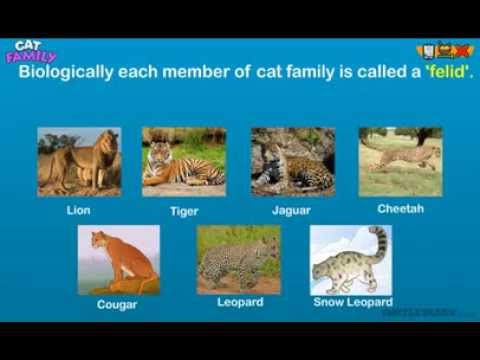 Every Type Of Cat In The Cat Family! *Animal Science For Kids* - Youtube