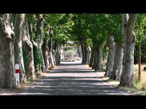 Plane Trees: France The French Way - Youtube