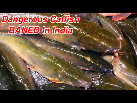 Live Fish Cutting | Mangur Fish | Catfish Banned In India | Amazing Fish  Cutting Skill | Fish Market - Youtube