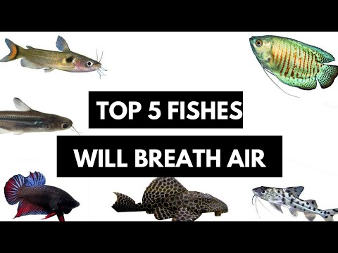 These Fish Do Not Need Water Oxygen And They Are Very Hardy... - Youtube