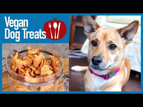 Vegan Dog Treats Your Dog Will Do Tricks For!