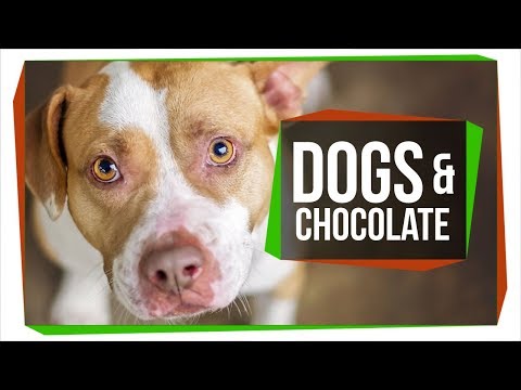 Why Can't Dogs Eat Chocolate?