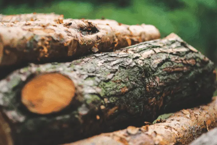 How Long Does It Take Firewood To Dry Out After Raining? - The Hiking  Authority