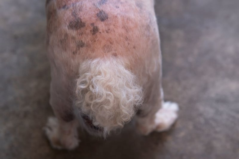 Yeast Dermatitis In Dogs | Fort Collins Veterinarians