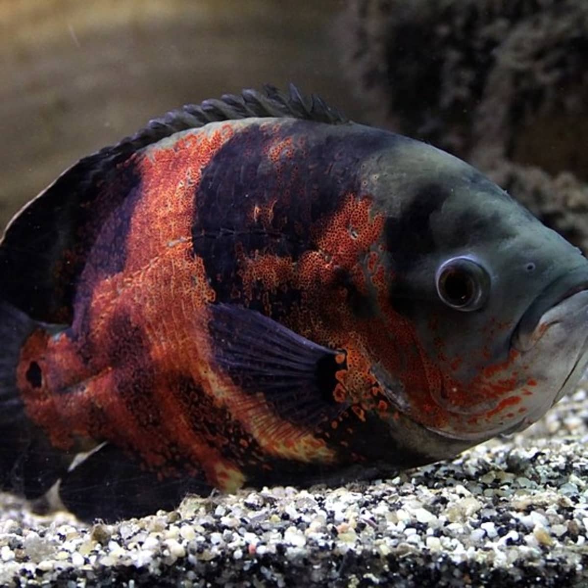 10 Best Large Fish For A Freshwater Aquarium - Pethelpful