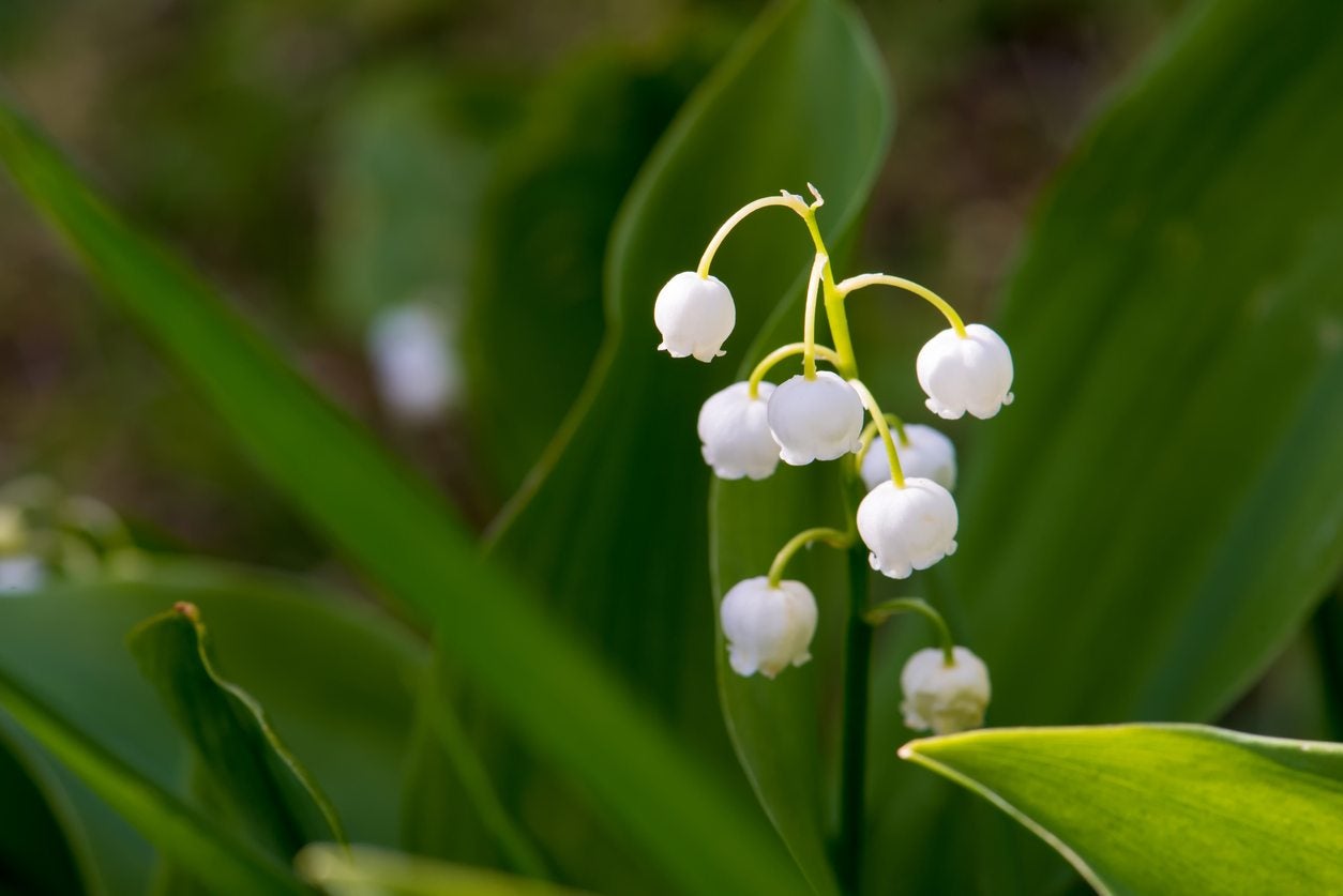 Toxicity Of Lily Of The Valley Plants: Is Lily Of The Valley Safe To Plant