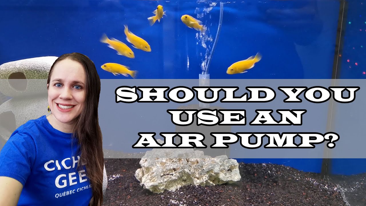 Should You Use An Air Pump In Your Aquarium? - How To Properly Oxygenate  Your Tank. - Youtube